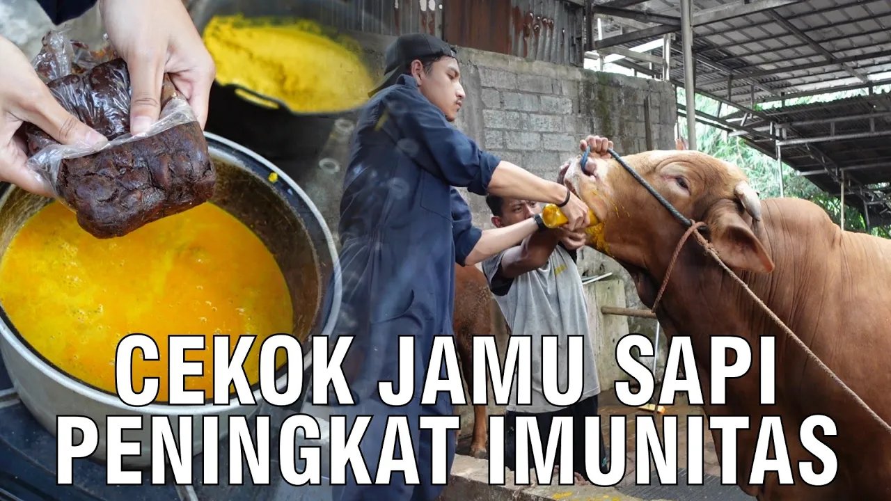 
                                 Cekok-Jamu-Sapi-Peningkat-Imunitas